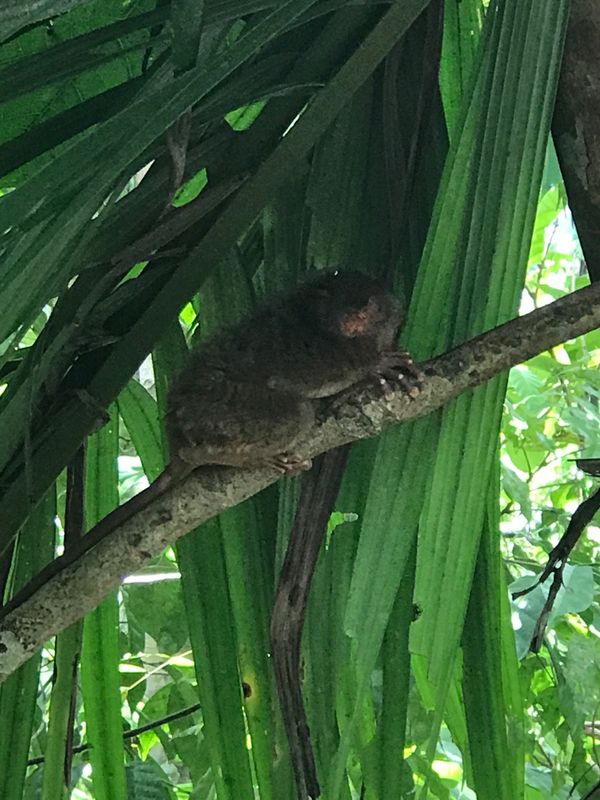 フィリピン・セブ島「セブ島とボホール島の旅」の写真：ボホール島のメガネザルとバタフライ園