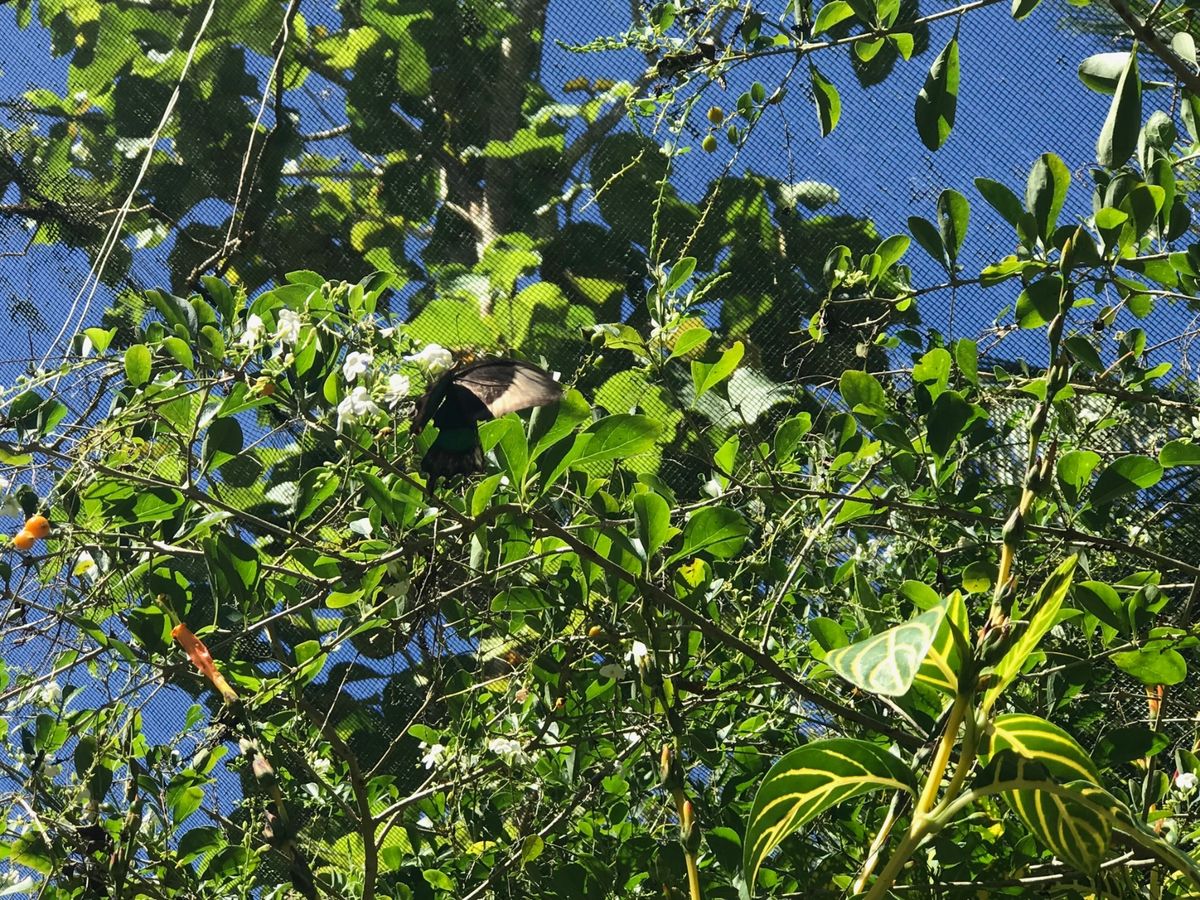 ボホール島のメガネザルとバタフライ園