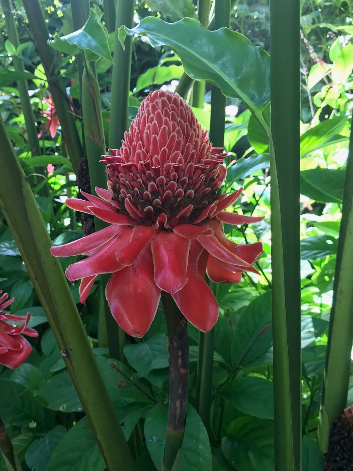 ボホール島のメガネザルとバタフライ園