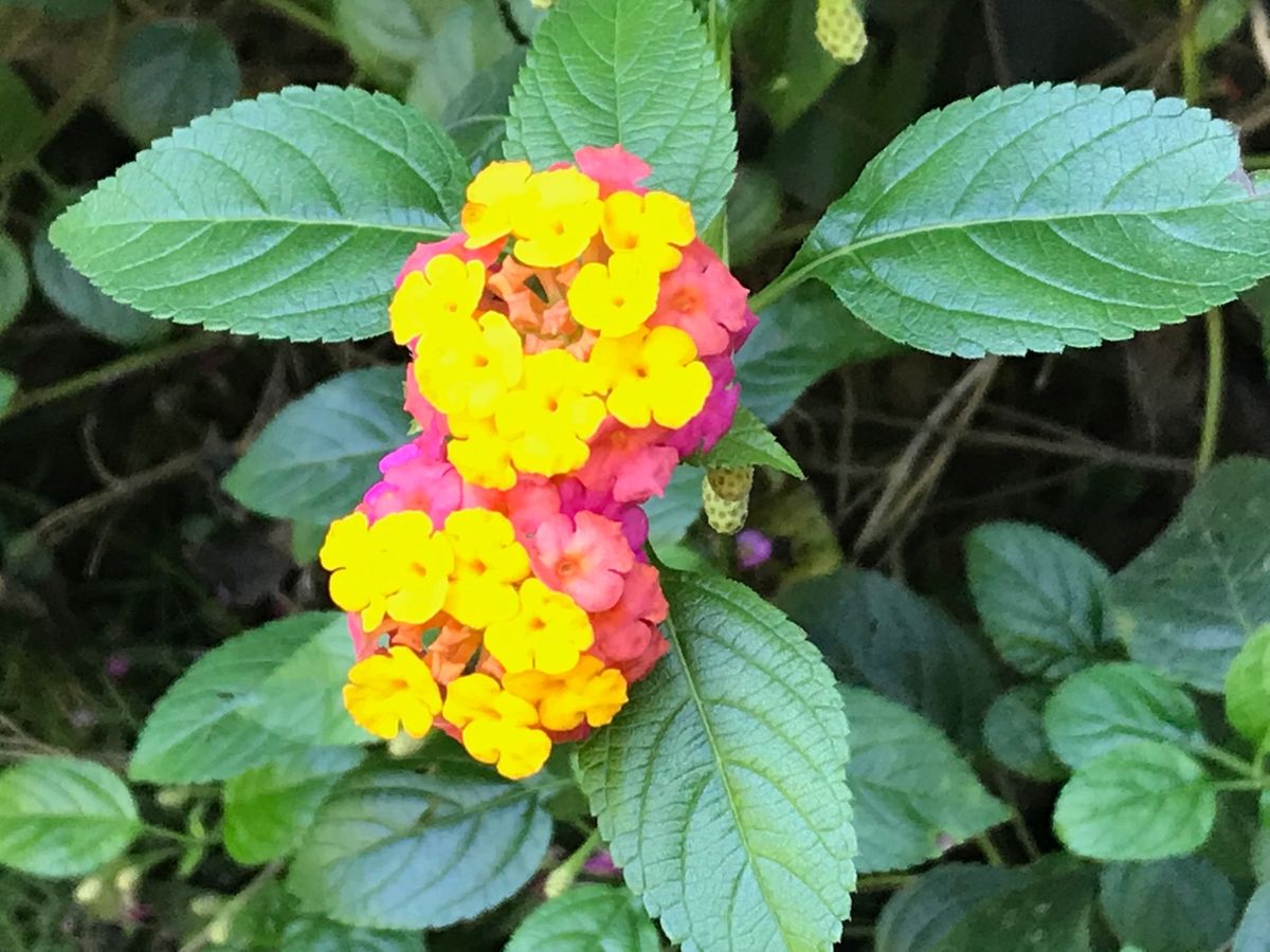 ボホール島のメガネザルとバタフライ園