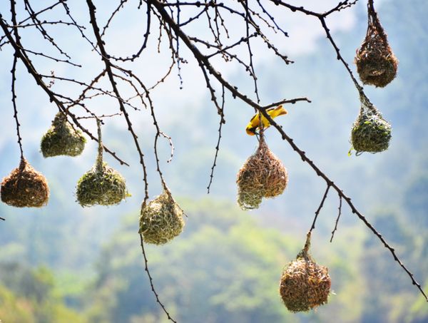 エスワティニ「エスワティニ」の写真：ムリルワネ野生保護区泊
草食動物エリアな...