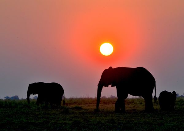 ボツワナ「ボツワナ」の写真：何回でも乗りたい船、チョベ国立公園のリバ...