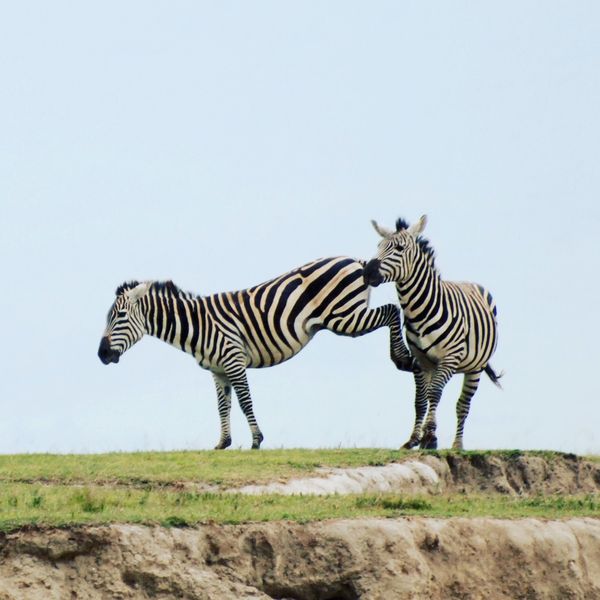タンザニア連合共和国・ザンジバル島「タンザニア」の写真：サファリ三昧 野生動物ってとにかく楽しそう！