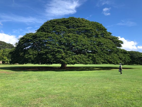 アメリカ(米国)・ホノルル「First Hawaii 」の写真：はい、ご多聞にもれず行ってきました。
...