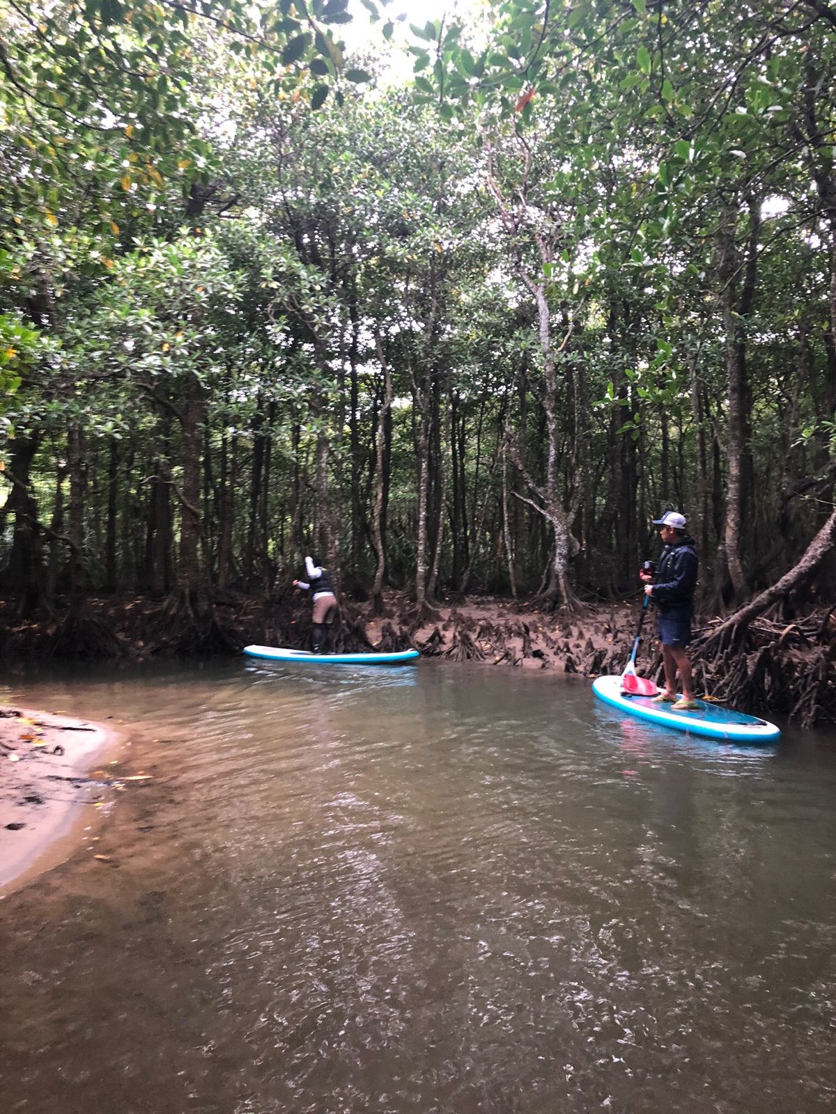 川平湾と西表島の星野リゾート。マングローブのSAPも楽しかった。