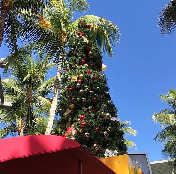 アメリカ(米国)・ハワイ「ハワイ」の写真