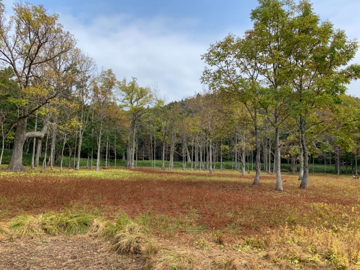 知床岬→神の子池→ポンホロ沼→知床五湖(高架木道)