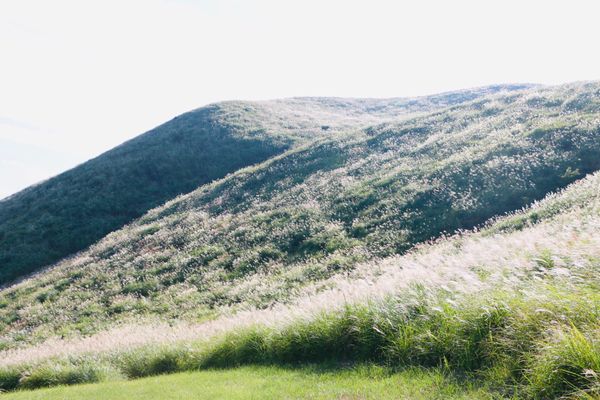 日本・東伊豆「東伊豆 #東伊豆PR」の写真：秋はススキが黄金に輝いて美しい細野高原！...