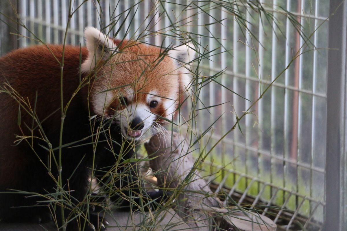秋はススキが黄金に輝いて美しい細野高原！近くにはツリーハウスキャンプ場もあ...