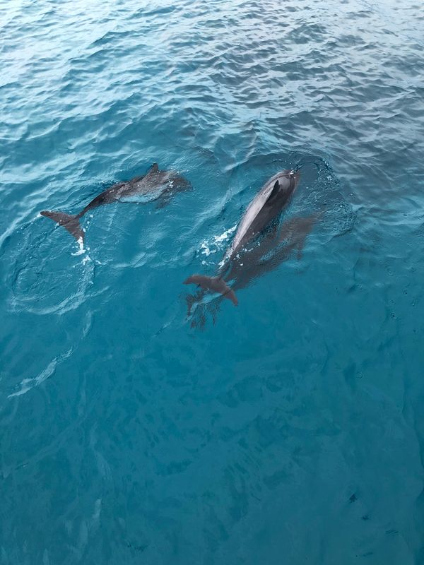 グアム・タモン「グアム、遅れてきた夏休み」の写真：イルカウォッチング

船で1時間ぐらいか...