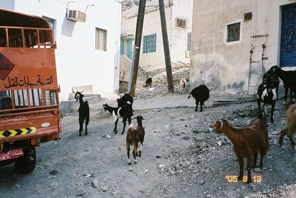 オマーン・マスカット「2005年 オマーン首都マスカットのんびり。」の写真：マトラ地区