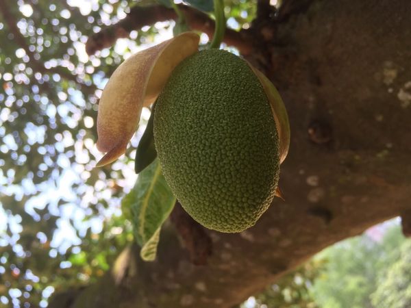 マレーシア・クアラルンプール「マレーシア研修」の写真