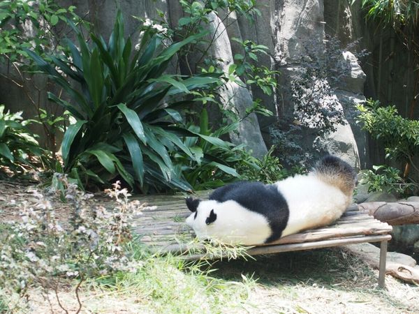 シンガポール・シンガポール「Singapore研修」の写真