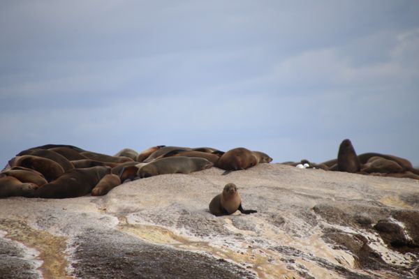 南アフリカ・Krugernationalpark「South africa」の写真：Cape town🐧animals