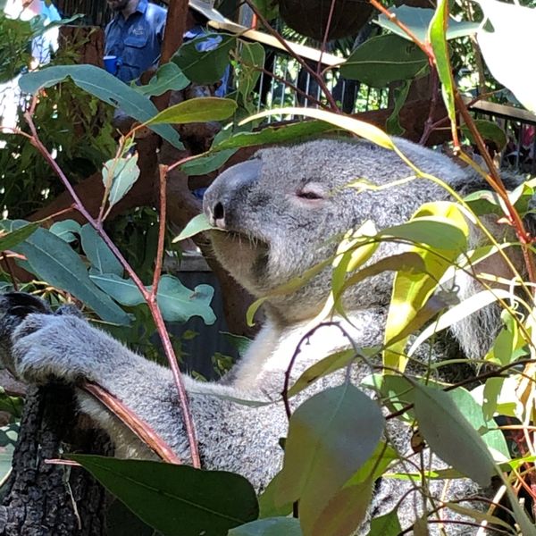 オーストラリア連邦・ケアンズ「のんびり過ごすケアンズ」の写真