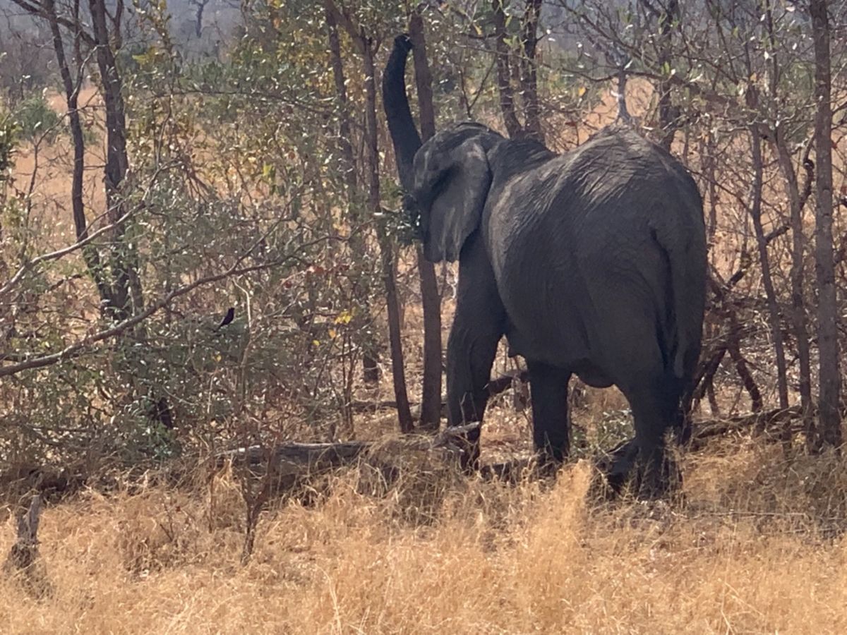 Private airport 🐘