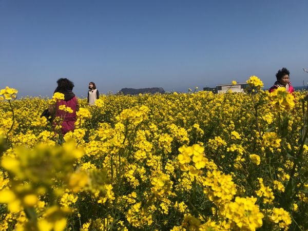 大韓民国 (韓国)・済州島「🇰🇷済州島菜の花旅」の写真：この世に天国があるなら済州島🧚‍♀️🧚‍...