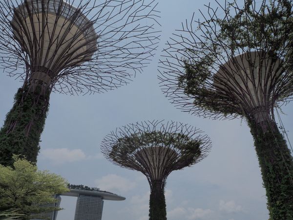 シンガポール・シンガポール「シンガポール乗り継ぎ旅行」の写真