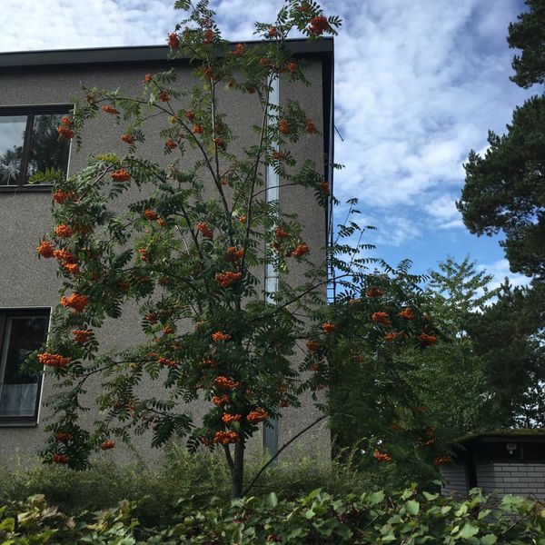 フィンランド・ヘルシンキ「アアルト」の写真：ヘルシンキでみた花