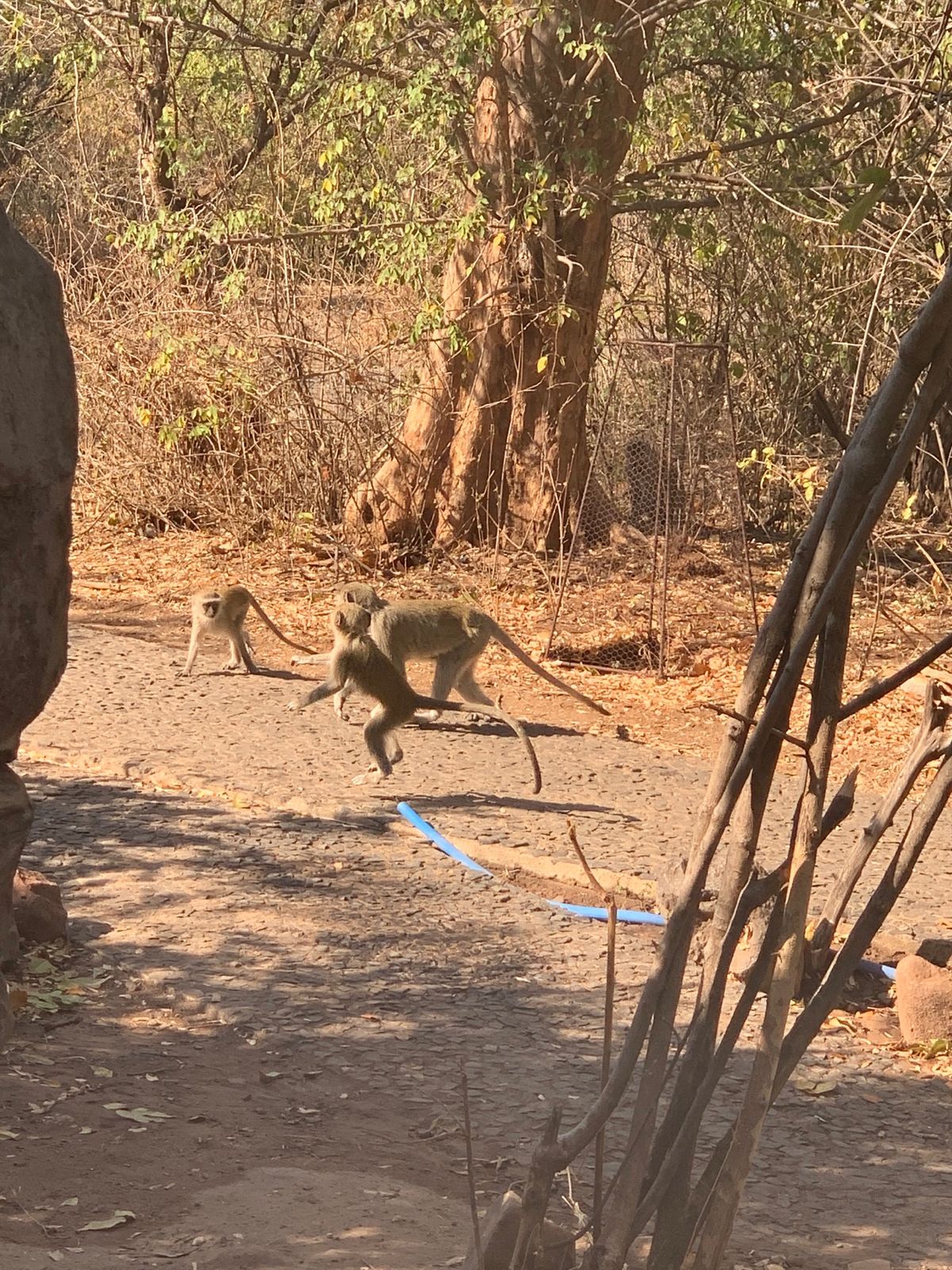 Animals!はくなまたーた😎