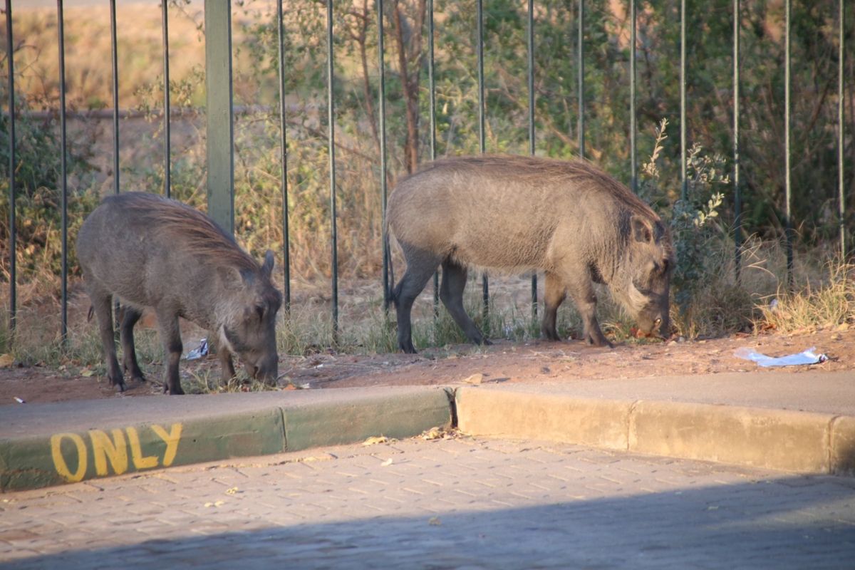 Animals!はくなまたーた😎