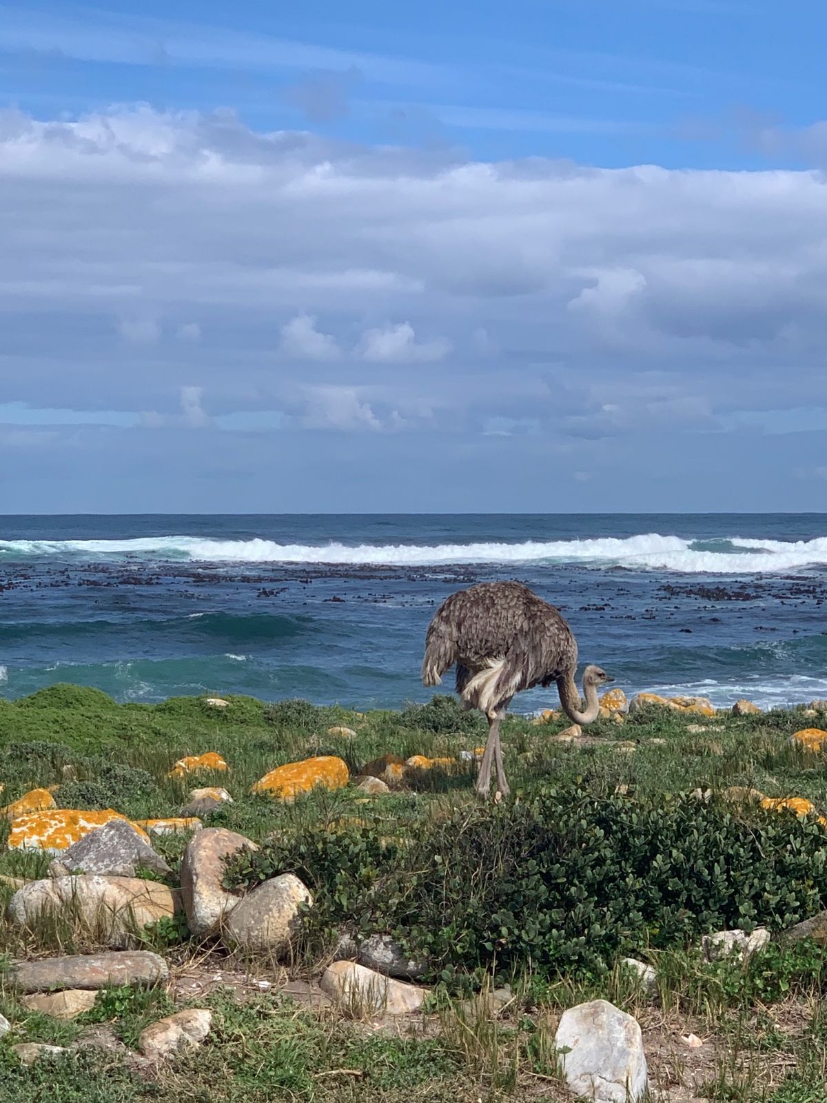 Cape of good hope✨