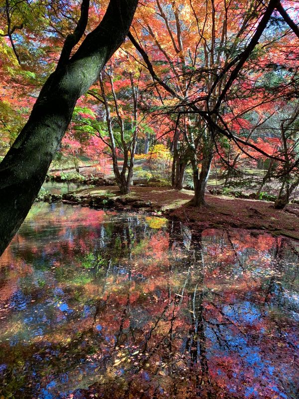 日本・軽井沢「星のや軽井沢🍁」の写真：雲場池