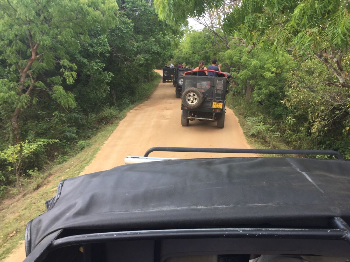 サファリパークと像