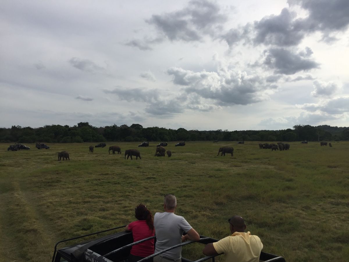 サファリパークと像