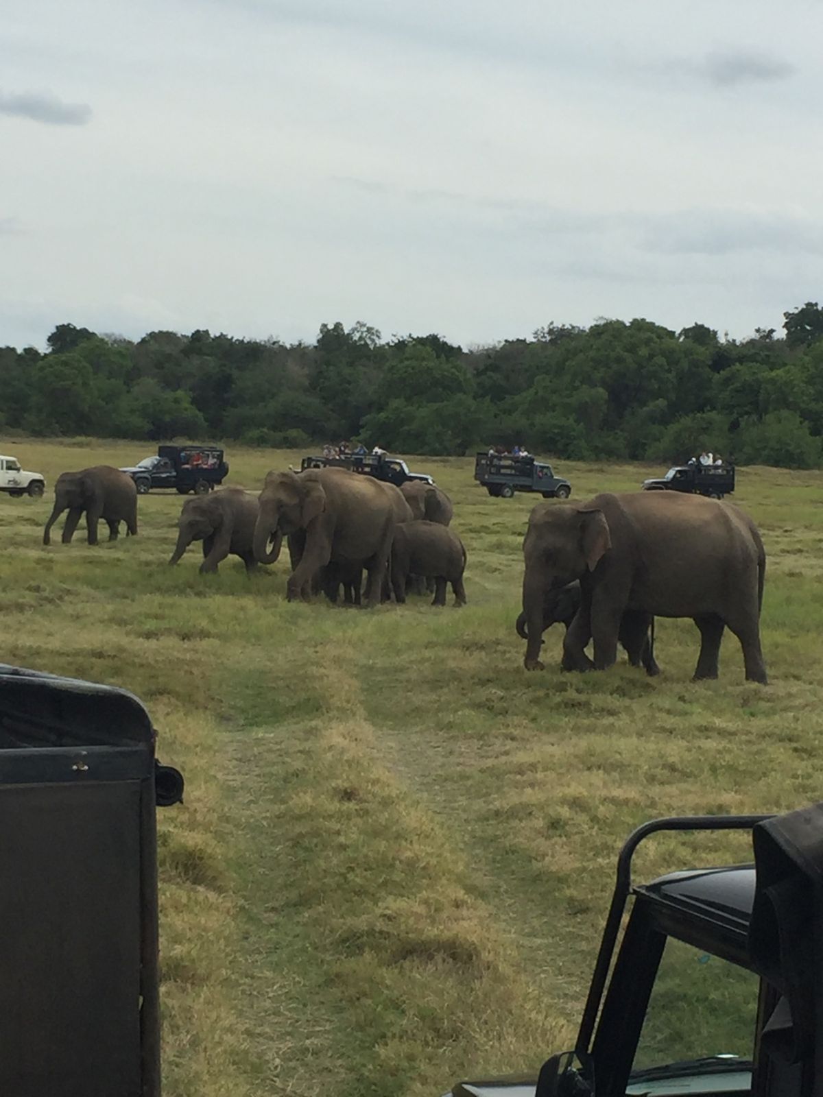 サファリパークと像