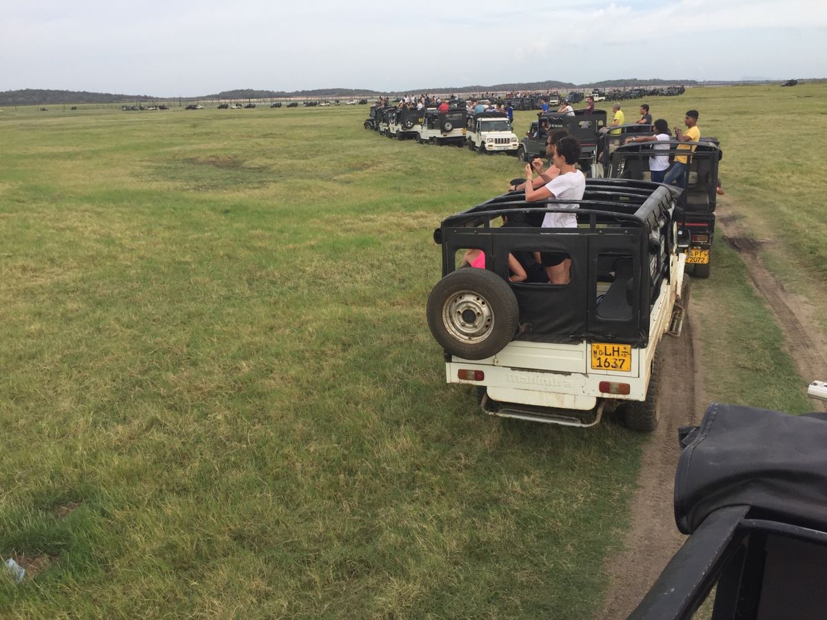 サファリパークと像