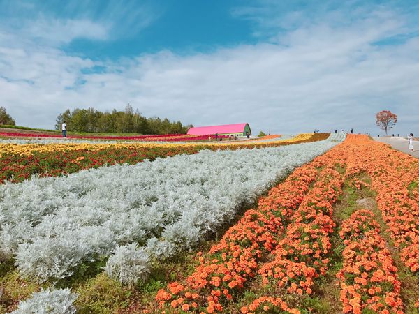 日本・美瑛「北海道旅行」の写真