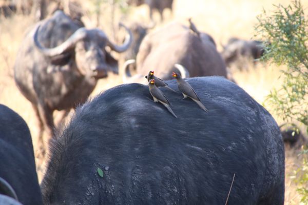 南アフリカ・Krugernationalpark「South africa」の写真：🦅 birds