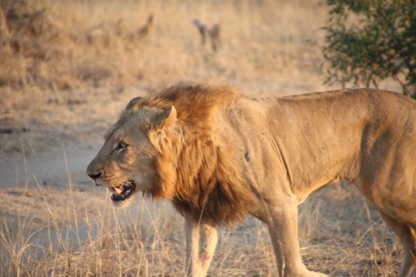 南アフリカ・Krugernationalpark「South africa」の写真：King🦁👑