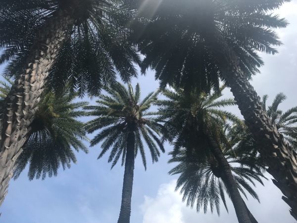 アメリカ(米国)・ハワイ「やっぱりハワイ最高♡」の写真