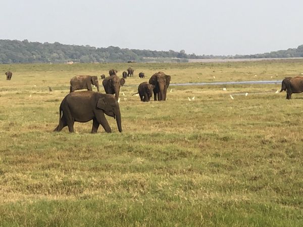 スリランカ「スリランカ」の写真