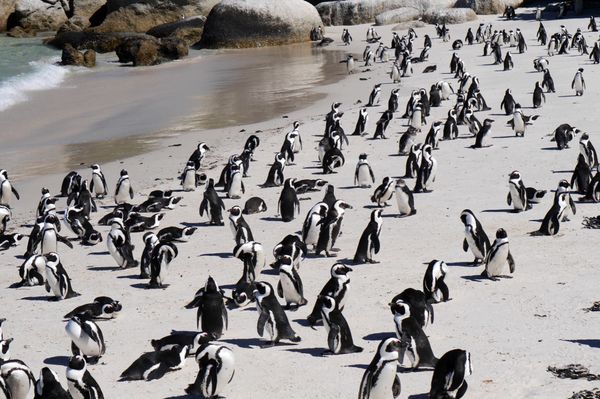 南アフリカ・Cape Town「南部アフリカ旅(南アフリカ)」の写真：ペンギン、ワイナリー、テーブルマウンテン...