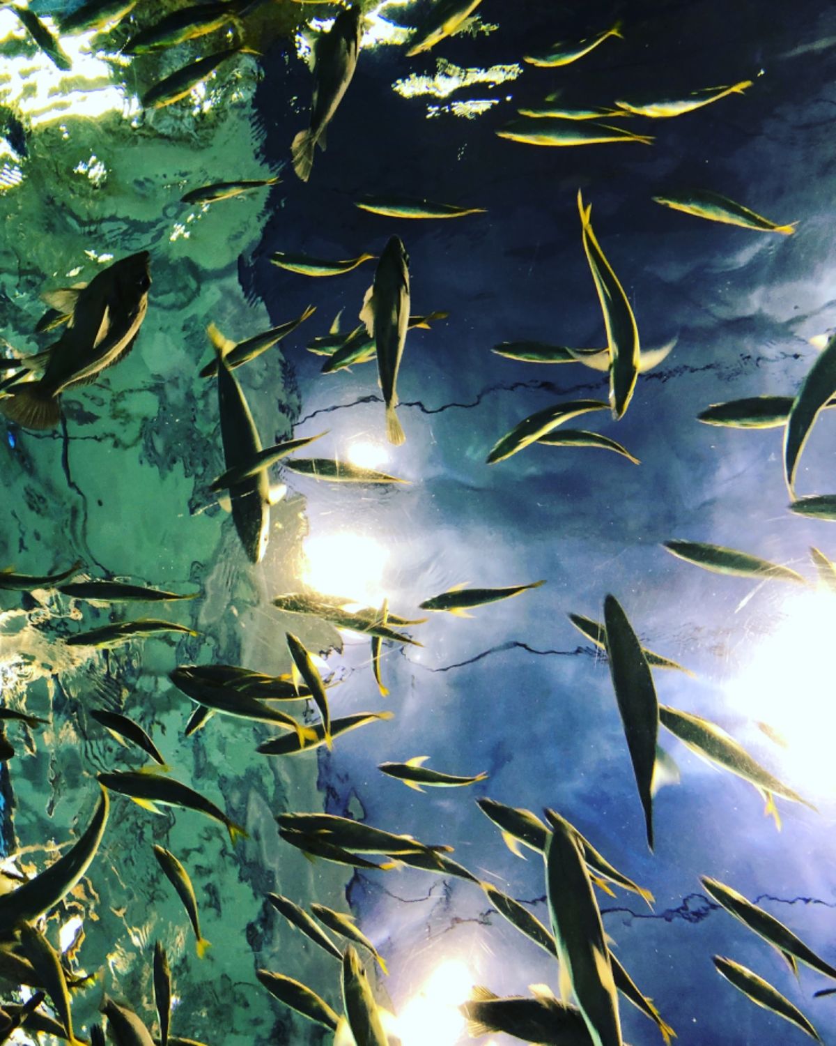 浅虫水族館と弘前市のカフェ