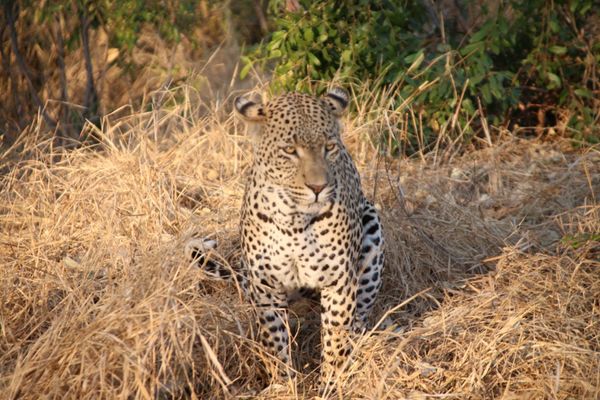 南アフリカ・Krugernationalpark「South africa」の写真：What a perfect coupl...