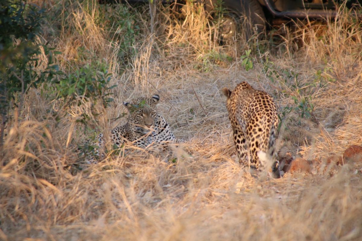 What a perfect couple🐆🐆❤️