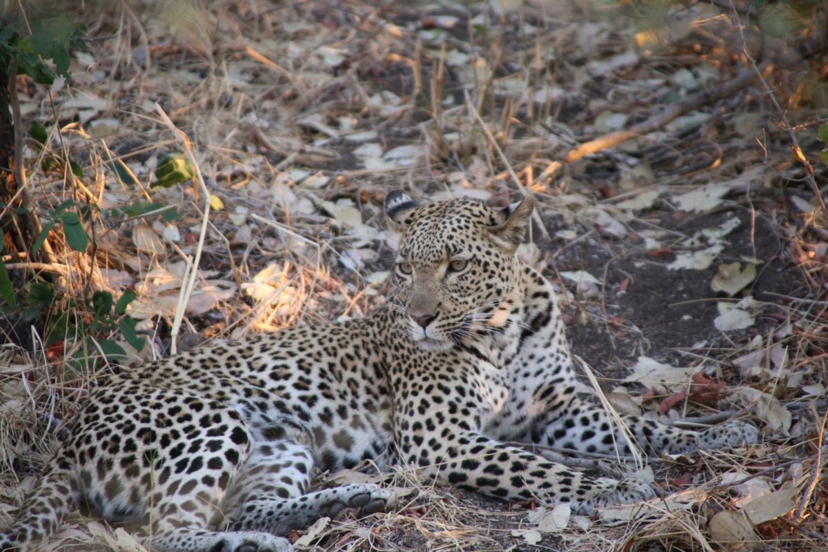 What a perfect couple🐆🐆❤️