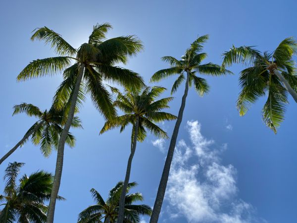 アメリカ(米国)・hawaii「Honolulu🇺🇸」の写真