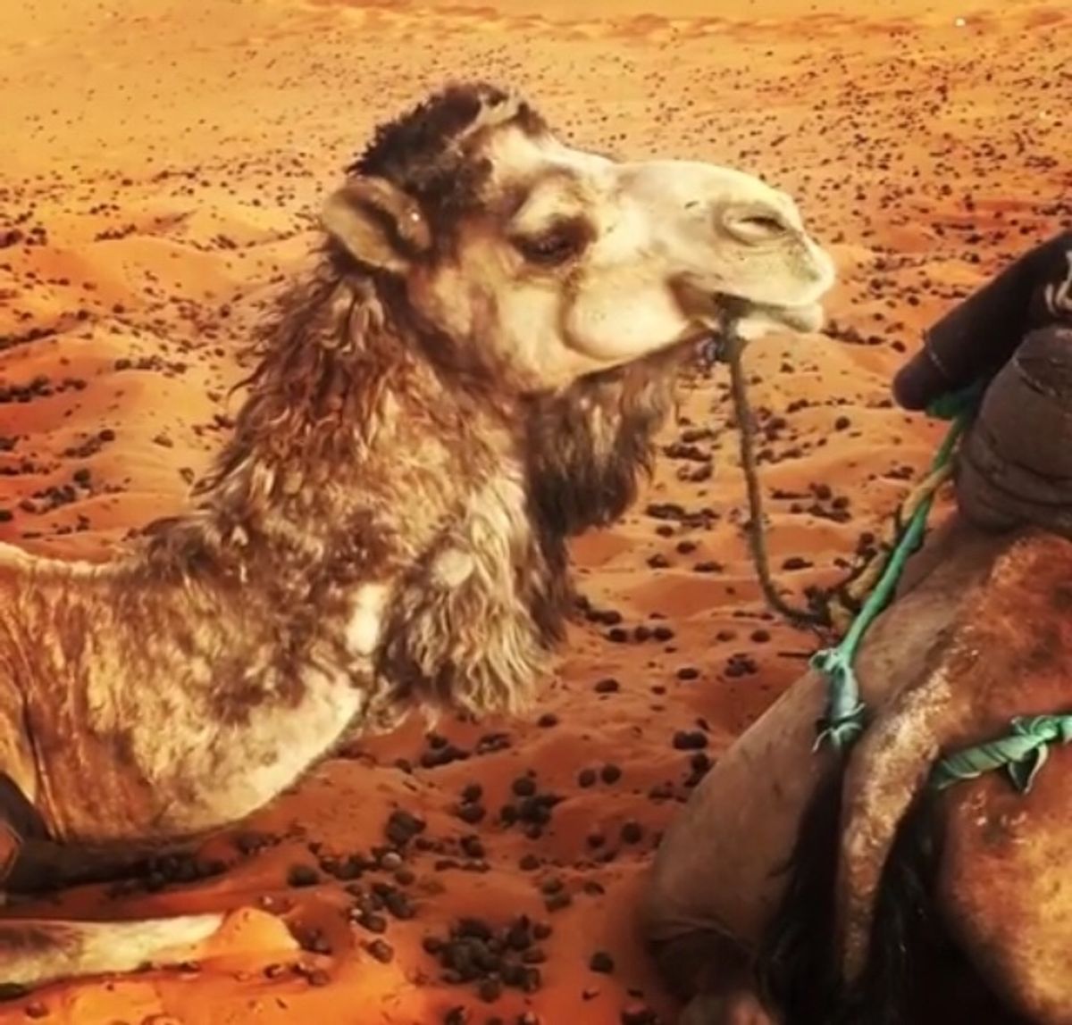 サハラ砂漠で一泊したときのやつ