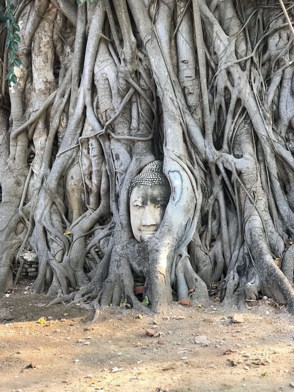 タイ・バンコク　アユタヤ「エキゾチック　バンコク」の写真：タイ料理も美味しかった！特にマッサマンカ...