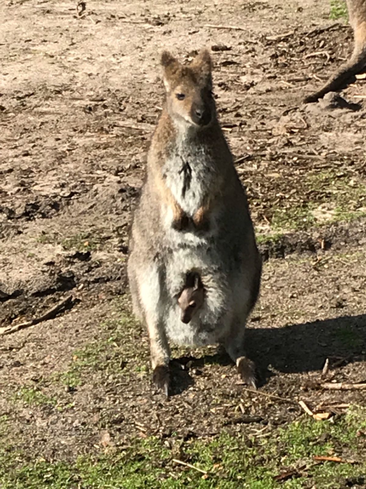 1枚目メルボルン~ポートランド
2枚目家から近い岸壁
3枚目学校の前
4枚...