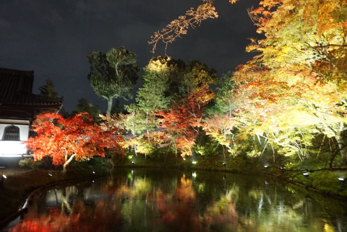 高台寺の紅葉ライトアップ！