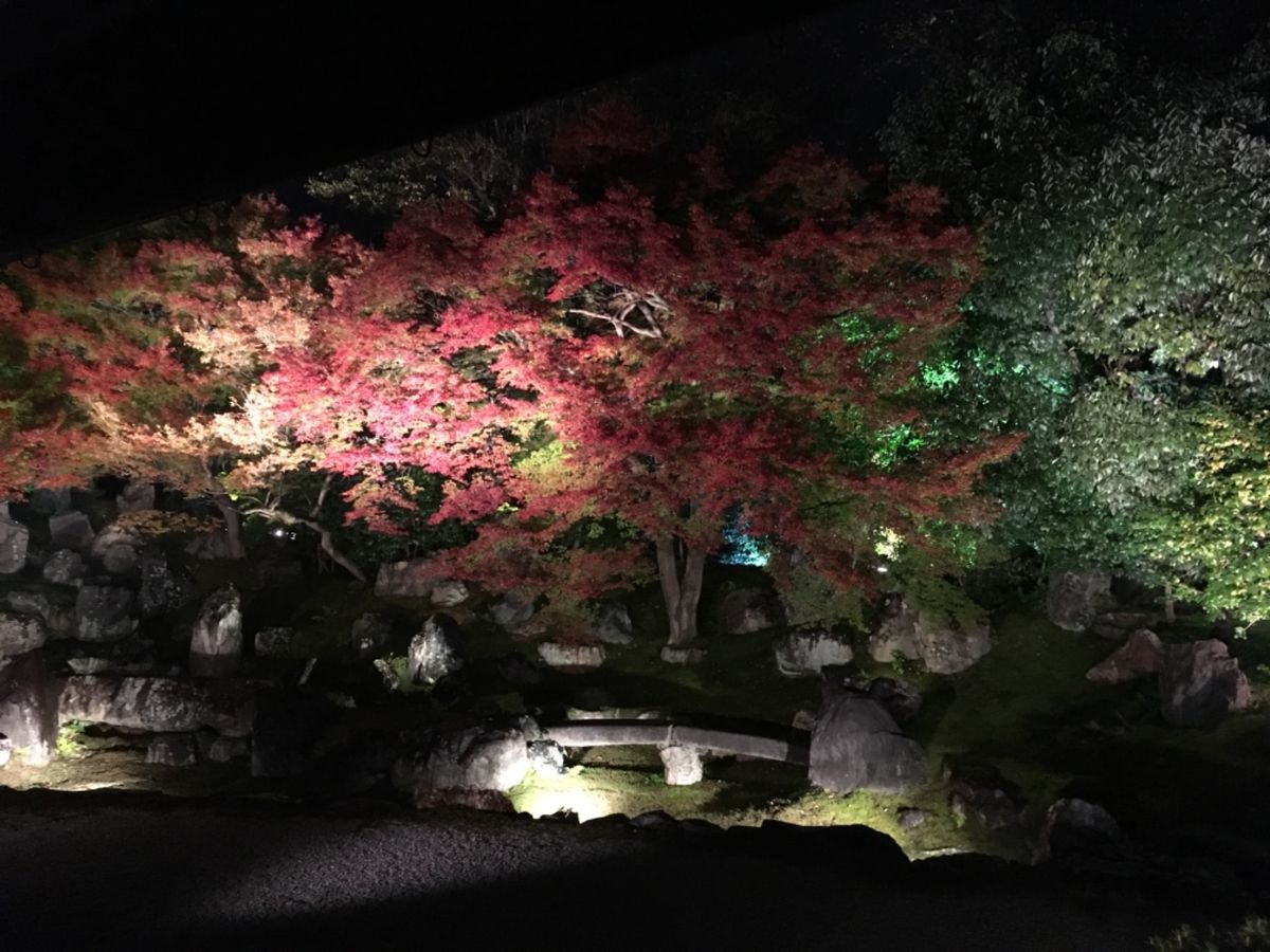 高台寺の紅葉ライトアップ！
