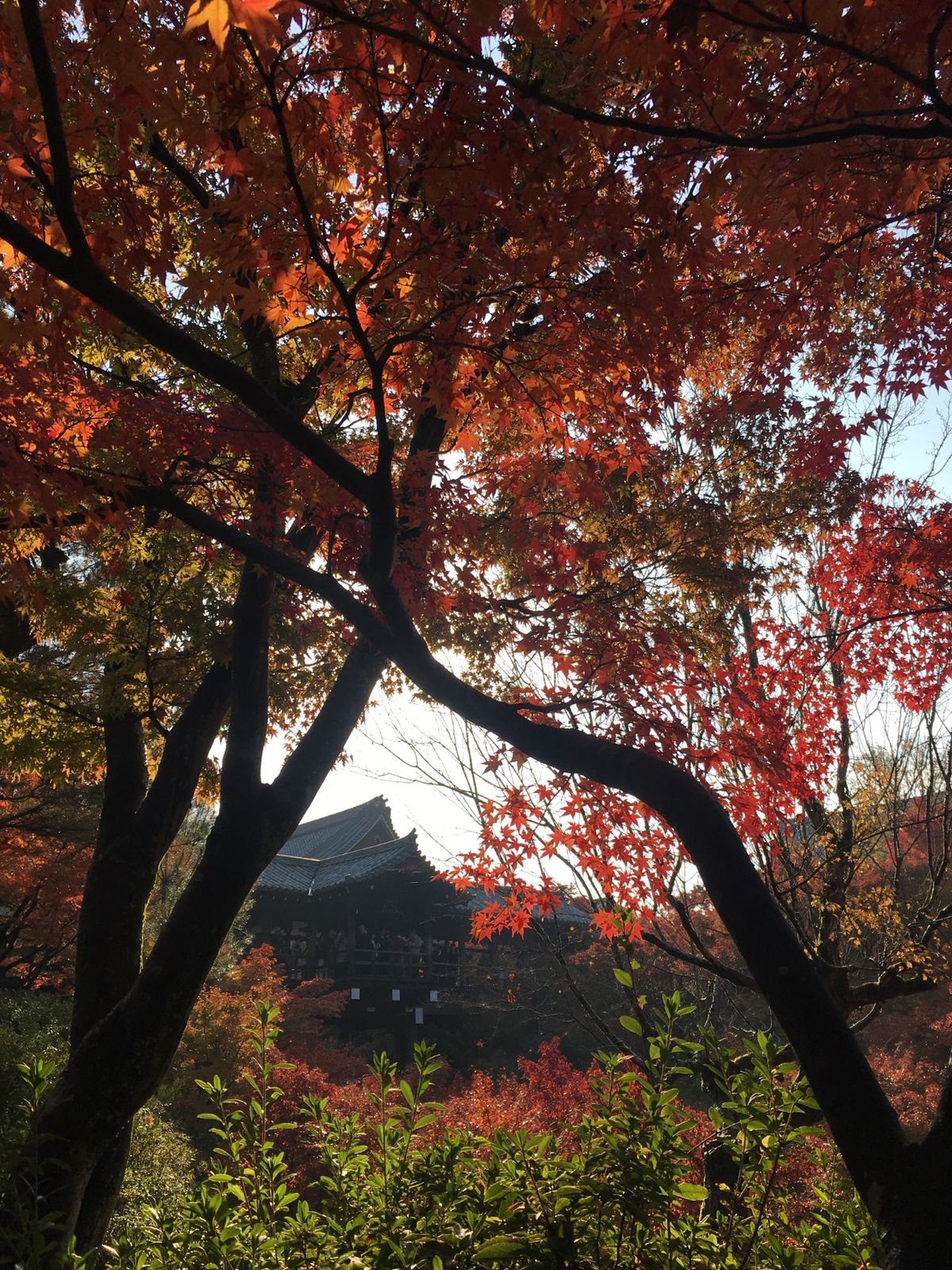 2日目は朝一で東福寺へ！平日だけど激混み！
でも紅葉は素晴らしい🍁一見の価...