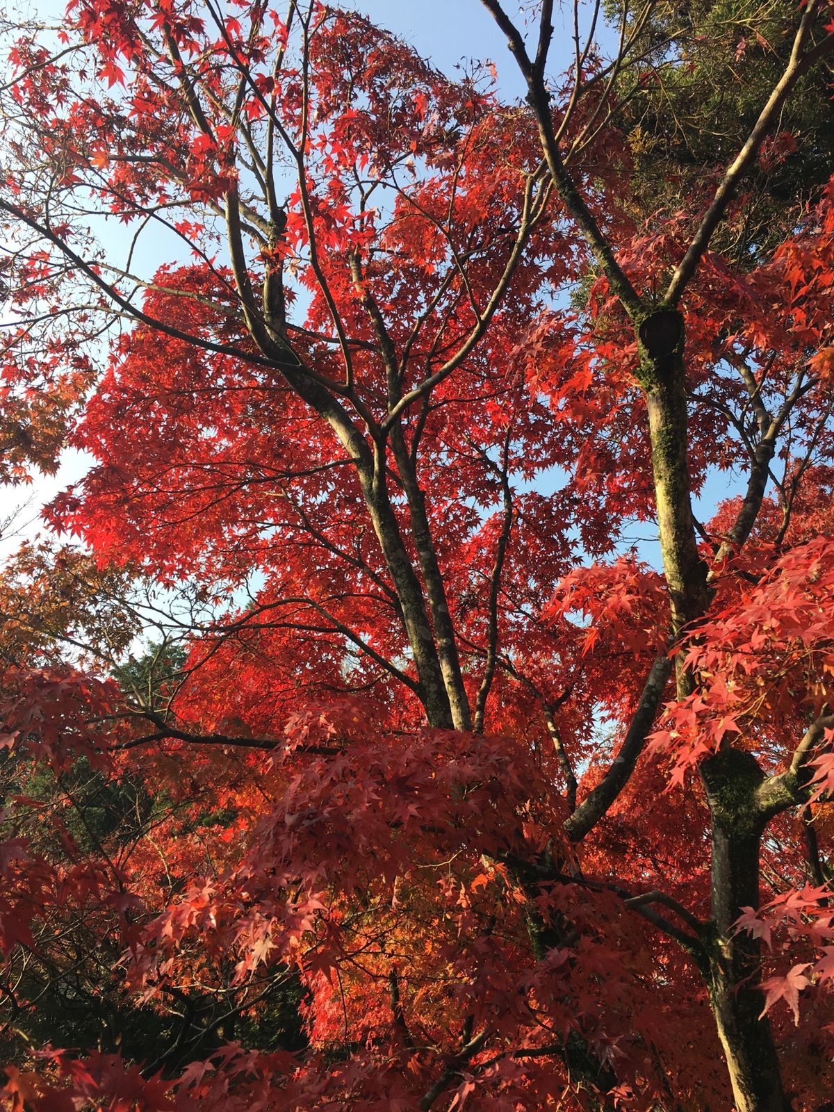 2日目は朝一で東福寺へ！平日だけど激混み！
でも紅葉は素晴らしい🍁一見の価...
