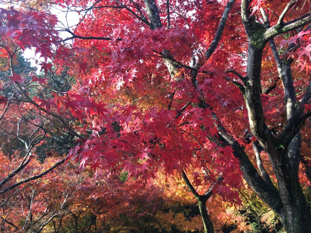 2日目は朝一で東福寺へ！平日だけど激混み！
でも紅葉は素晴らしい🍁一見の価...